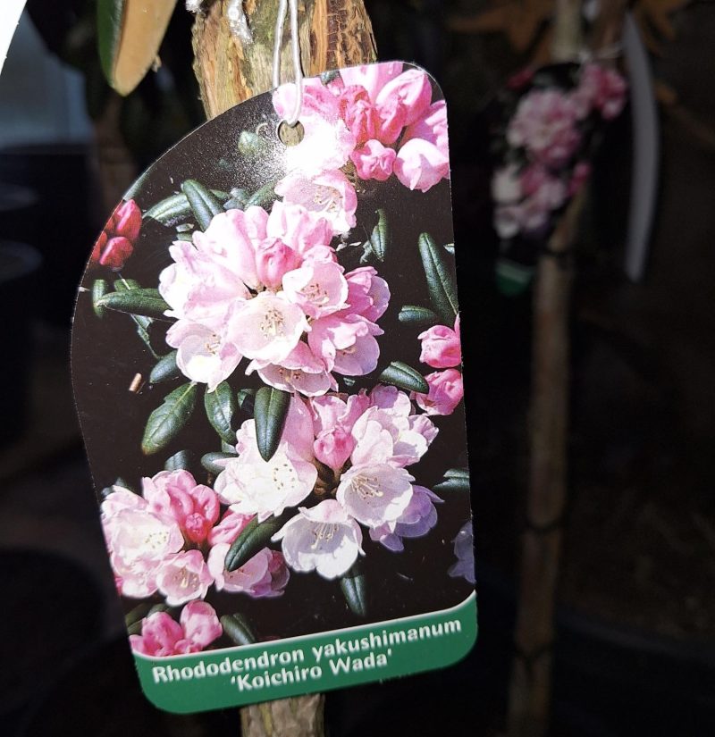 Rhododendron 'Koichiro' op stam - Afbeelding 2