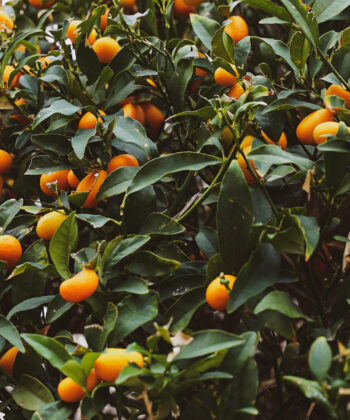 Citrusbomen