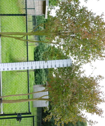 Lagerstroemia Indica