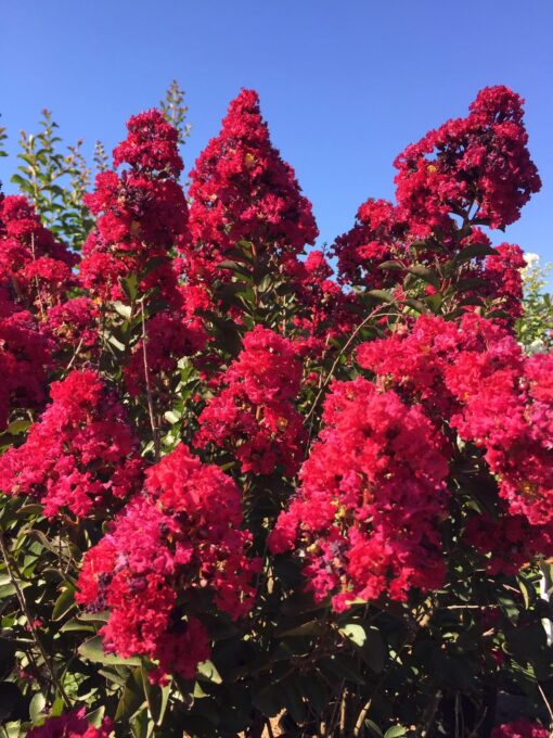 Lagerstroemia Indica 'Double Feature' - Afbeelding 2