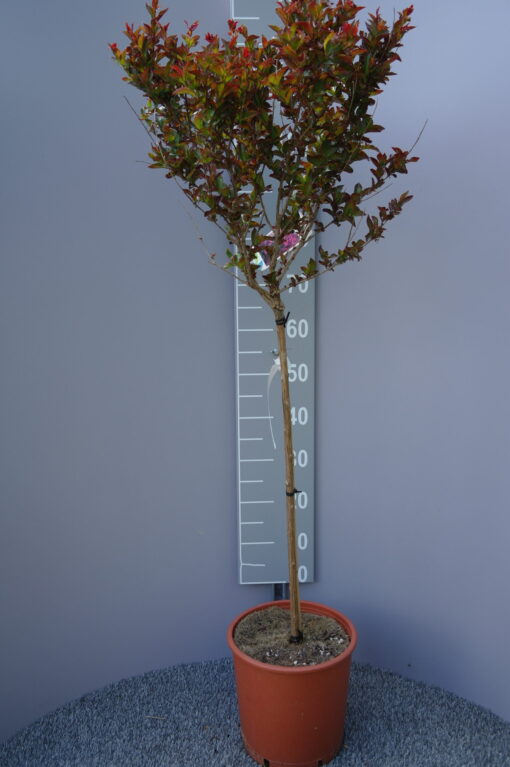 Lagerstroemia Indica 'Double Feature'