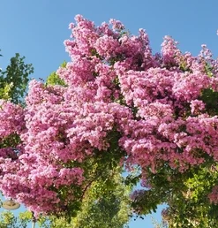 Lagerstroemia