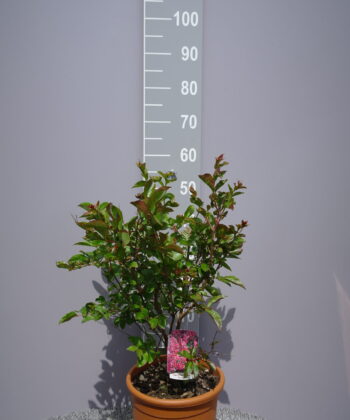 Lagerstroemia Indica 'Dynamite'