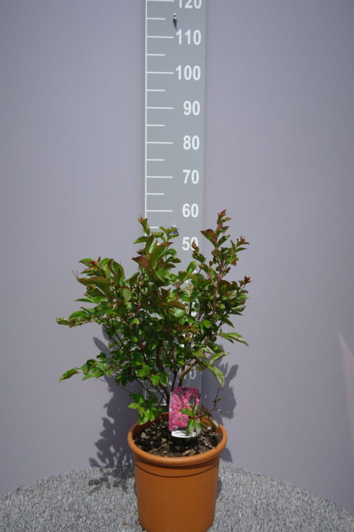 Lagerstroemia Indica 'Dynamite'