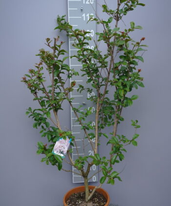Lagerstroemia Indica 'Emilie'