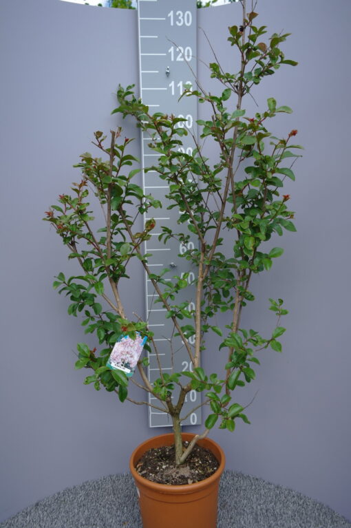Lagerstroemia Indica 'Emilie'