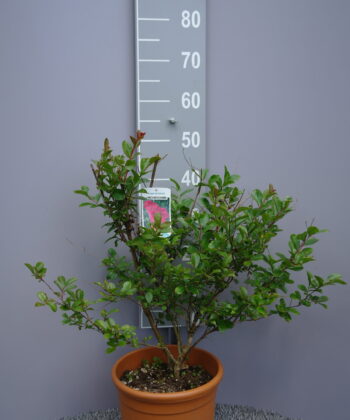 Lagerstroemia Indica 'Indiya Charms'