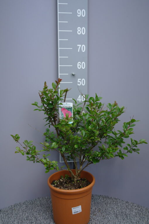 Lagerstroemia Indica 'Indiya Charms'