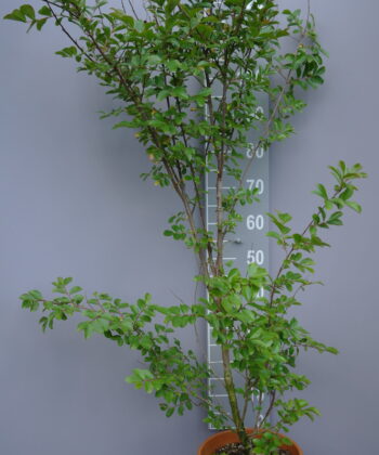 Lagerstroemia Indica 'Rubra Magnifica'
