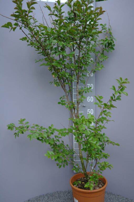 Lagerstroemia Indica 'Rubra Magnifica'