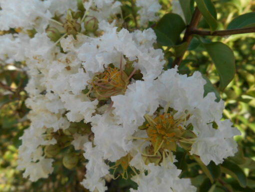 Lagerstroemia Indica 'Nivea' - Afbeelding 2