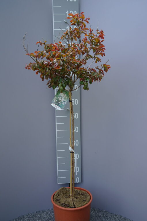 Lagerstroemia Indica 'Nivea' op stam