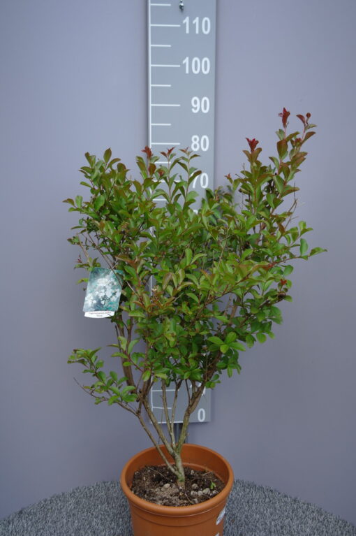 Lagerstroemia Indica 'Nivea'