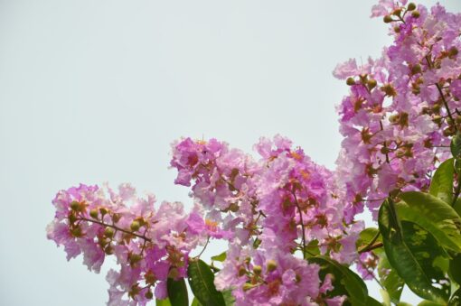 Lagerstroemia Indica 'Pink Grand Sud' - Afbeelding 2