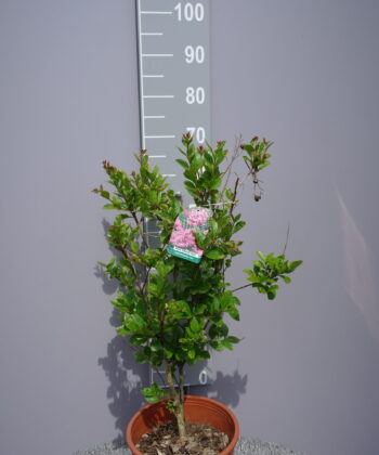 Lagerstroemia Indica 'Pink Grand Sud'