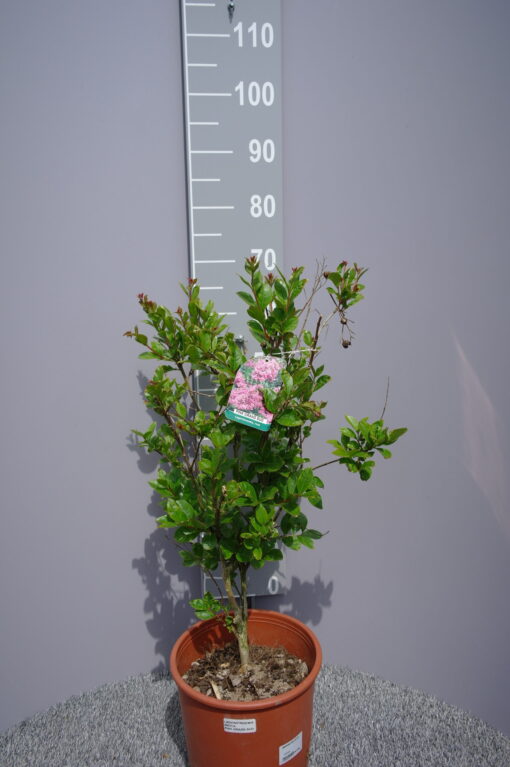 Lagerstroemia Indica 'Pink Grand Sud'
