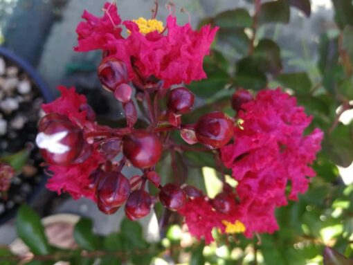 Lagerstroemia Indica 'Rubra Magnifica' - Afbeelding 2