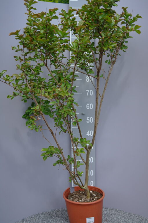 Lagerstroemia Indica 'Super Rouge'