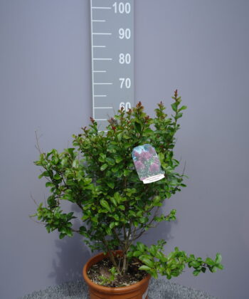 Lagerstroemia Indica 'Superviolacea'