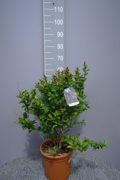 Lagerstroemia Indica 'Superviolacea'