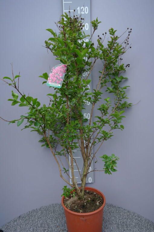 Lagerstroemia Indica 'Tuscarora'