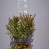 Lagerstroemia Indica 'Victor'