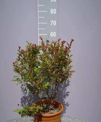 Lagerstroemia Indica 'Victor'