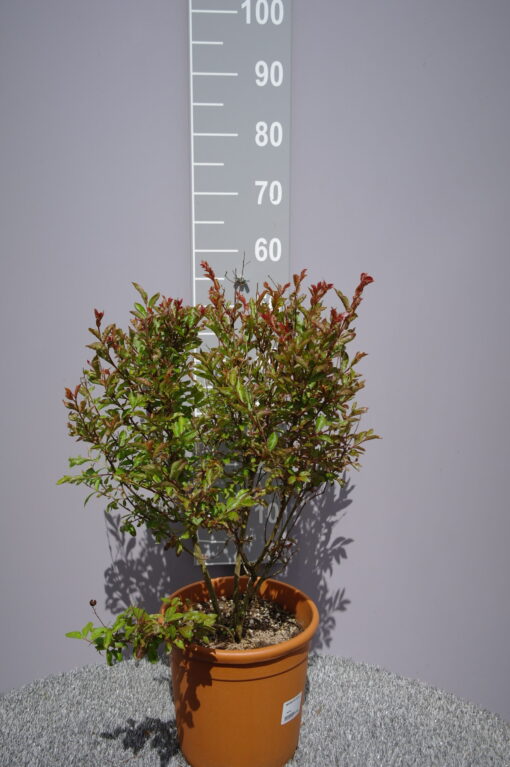Lagerstroemia Indica 'Victor'