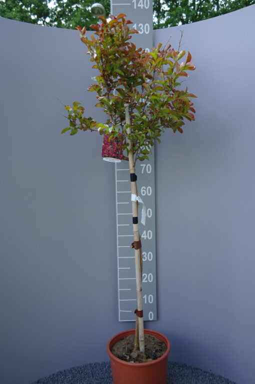 Lagerstroemia Indica 'Pink Velour' op stam