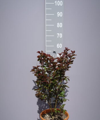 Lagerstroemia Indica 'Rhapsody in pink'