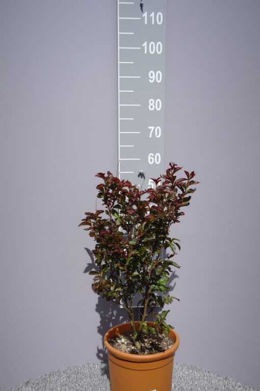 Lagerstroemia Indica 'Rhapsody in pink'