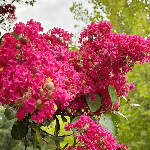 Lagerstroemia Indica 'Tuscarora' - Afbeelding 2