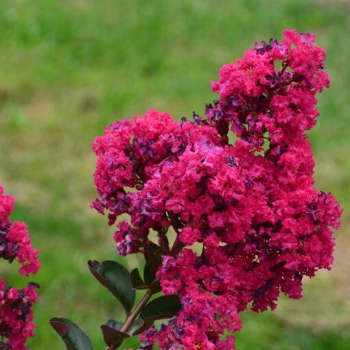 Lagerstroemia Indica 'Indiya Charms' - Afbeelding 2