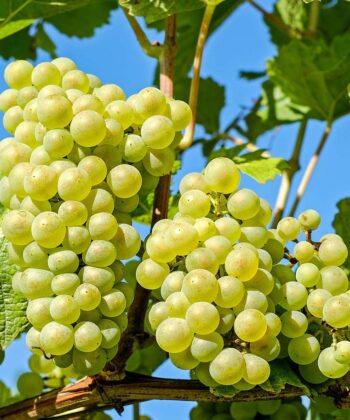 Vitis Vinifera 'Millenium' pitloos
