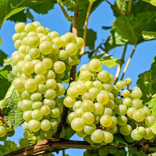 Vitis Vinifera 'Millenium' pitloos
