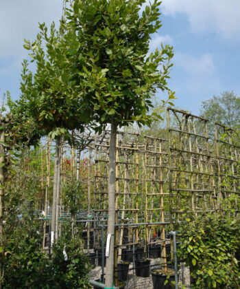 Laurus Nobilis op stam - Keukenlaurier
