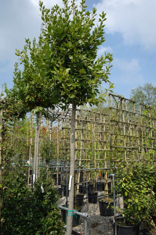 Laurus Nobilis op stam - Keukenlaurier