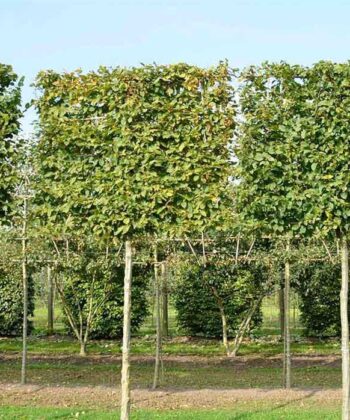 Leicarpinus
