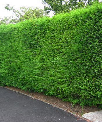 Leylandii coniferen