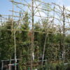 Liquidambar Styraciflua leiboom