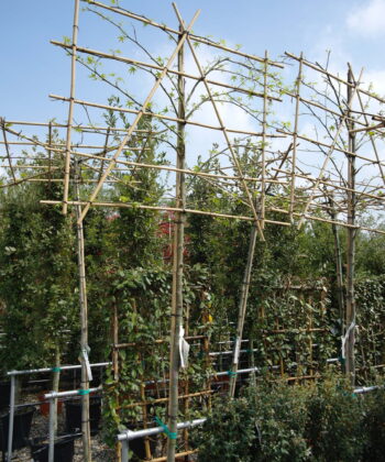 Liquidambar Styraciflua leiboom