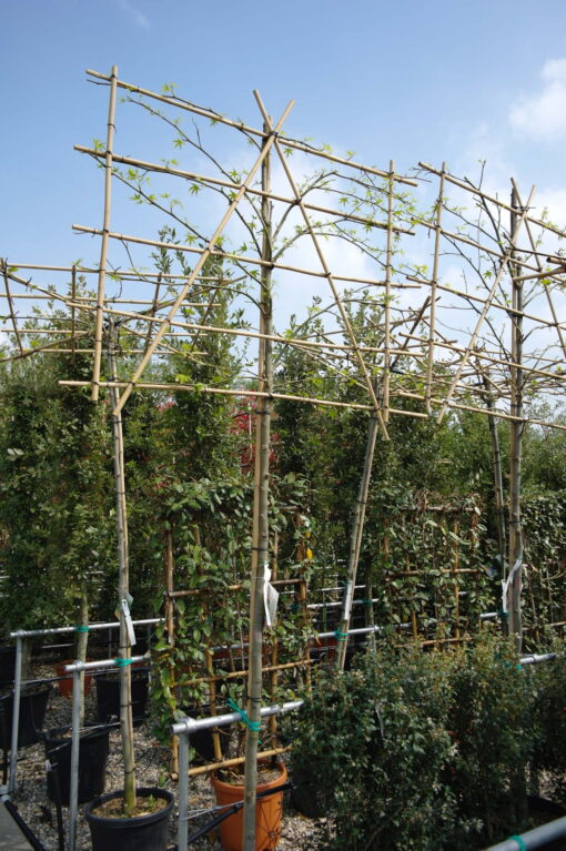 Liquidambar Styraciflua leiboom