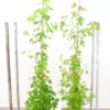 Liquidambar Styraciflua