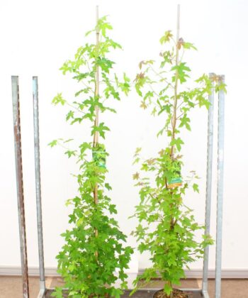 Liquidambar Styraciflua