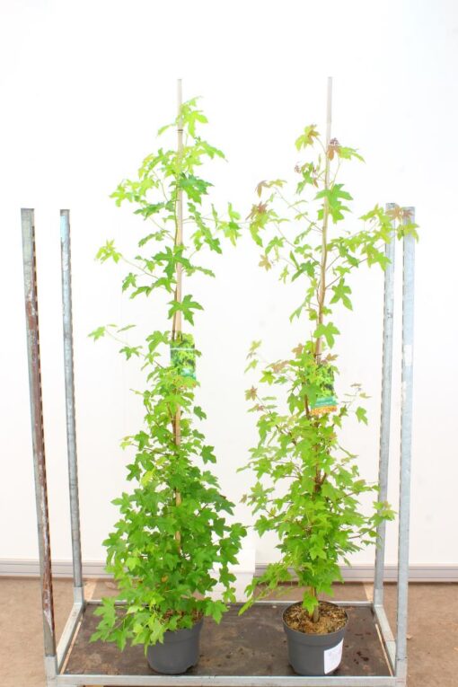 Liquidambar Styraciflua