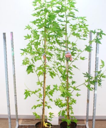 Liquidambar Styraciflua Worplesdon