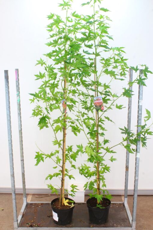 Liquidambar Styraciflua Worplesdon