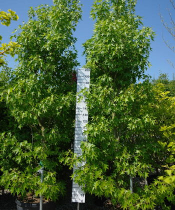 Liquidambar Styraciflua Worplesdon