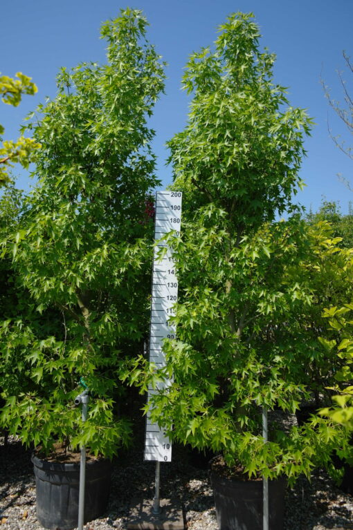 Liquidambar Styraciflua Worplesdon