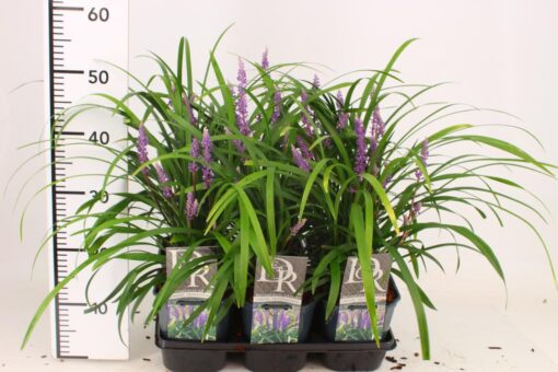 Liriope Muscari 'Moneymaker'